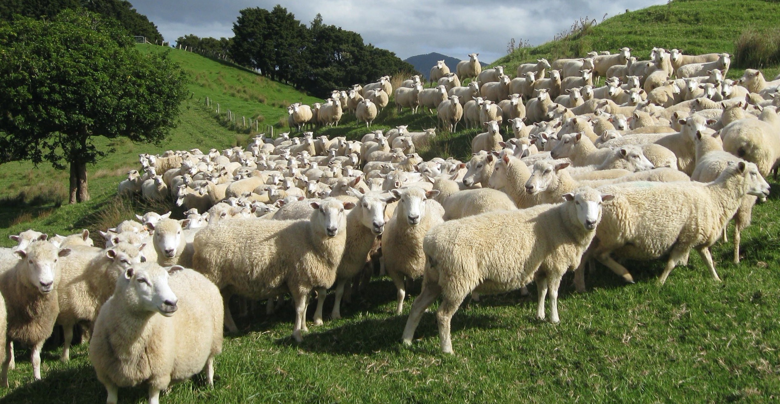 Sheep central progeny test extends to commercial properties