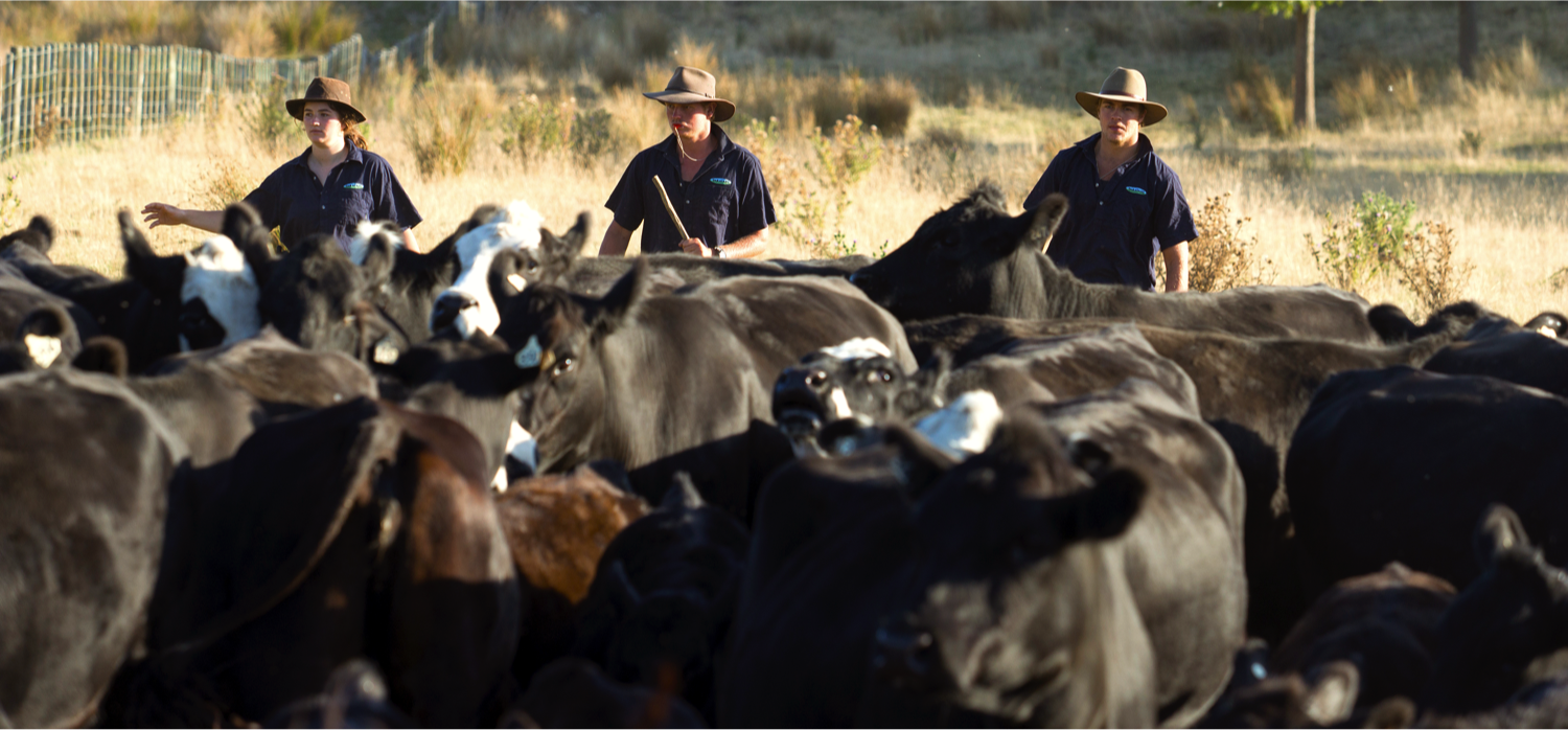 Better Beef Breeding Workshops 2017: bull buying for the commercial beef breeder