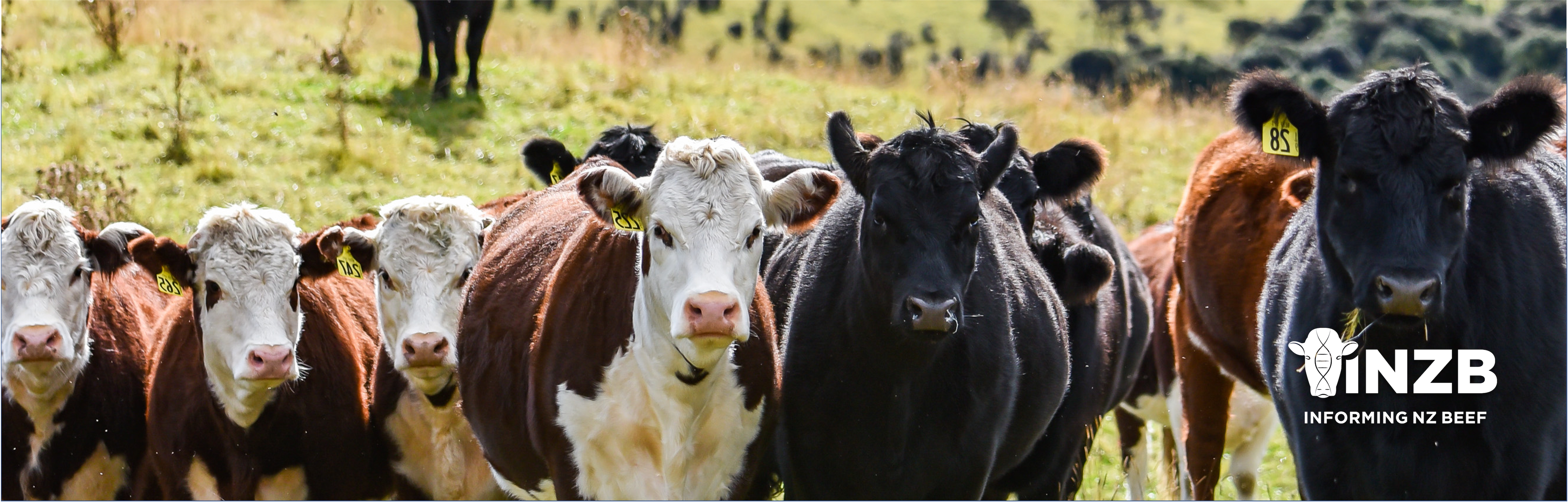 Informing New Zealand Beef extension activities in full swing 