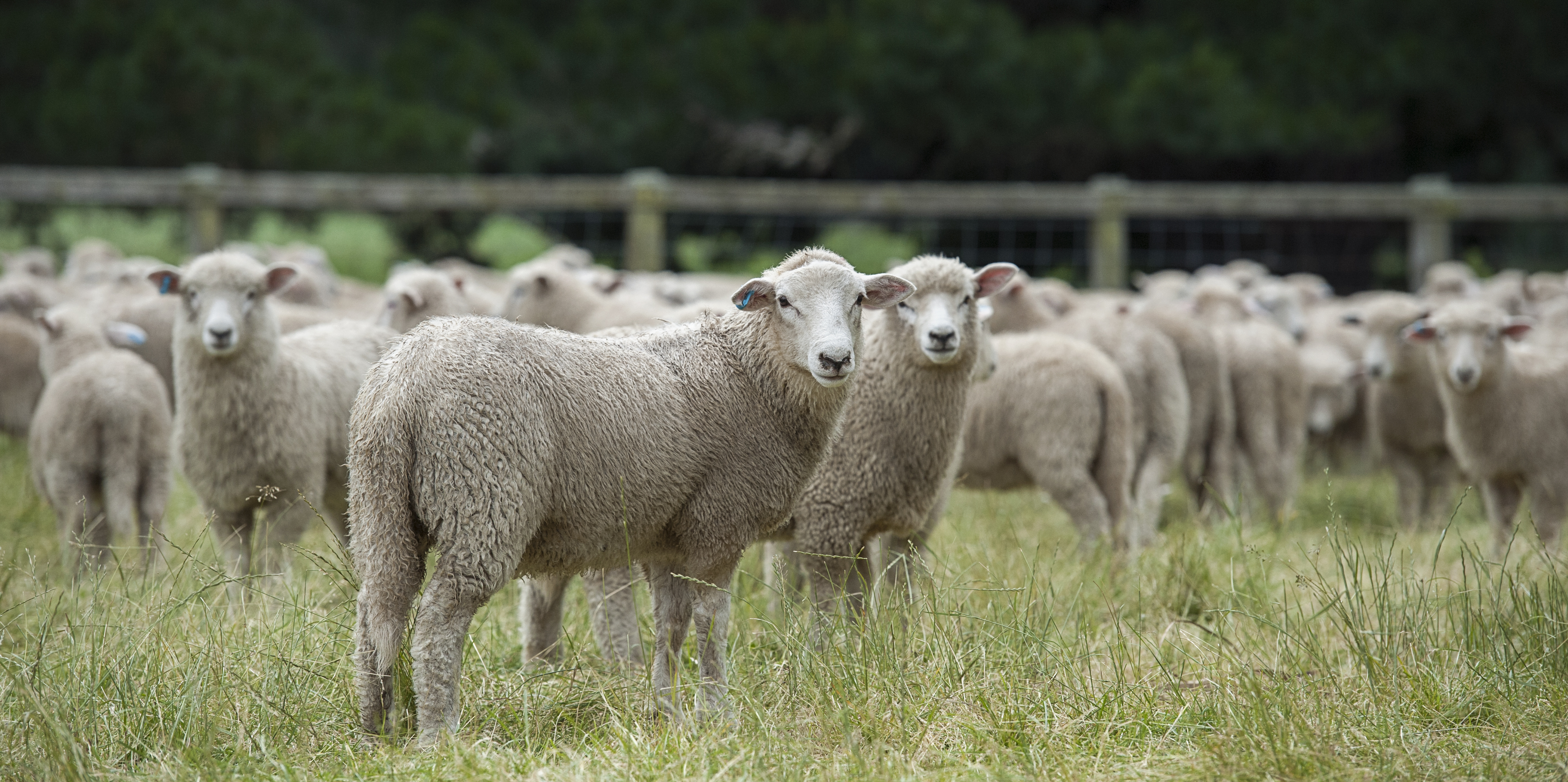 Low Input Sheep Progeny Test nears completion