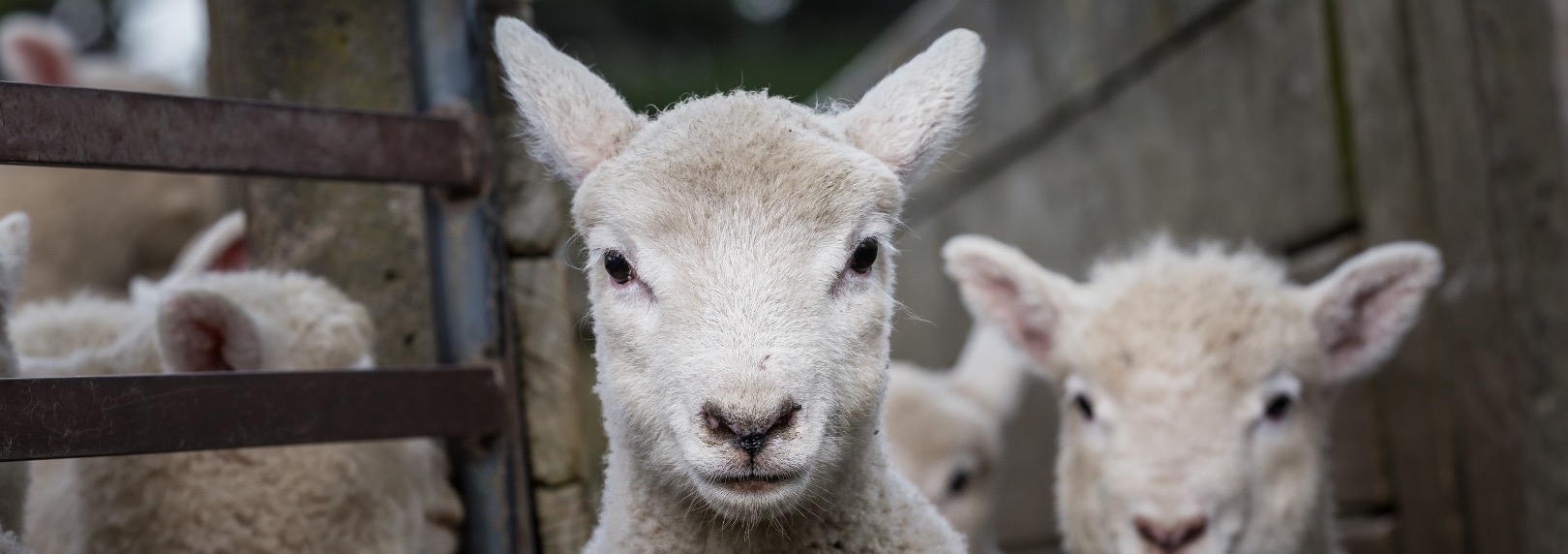 Nominations open for Sheep Progeny Test