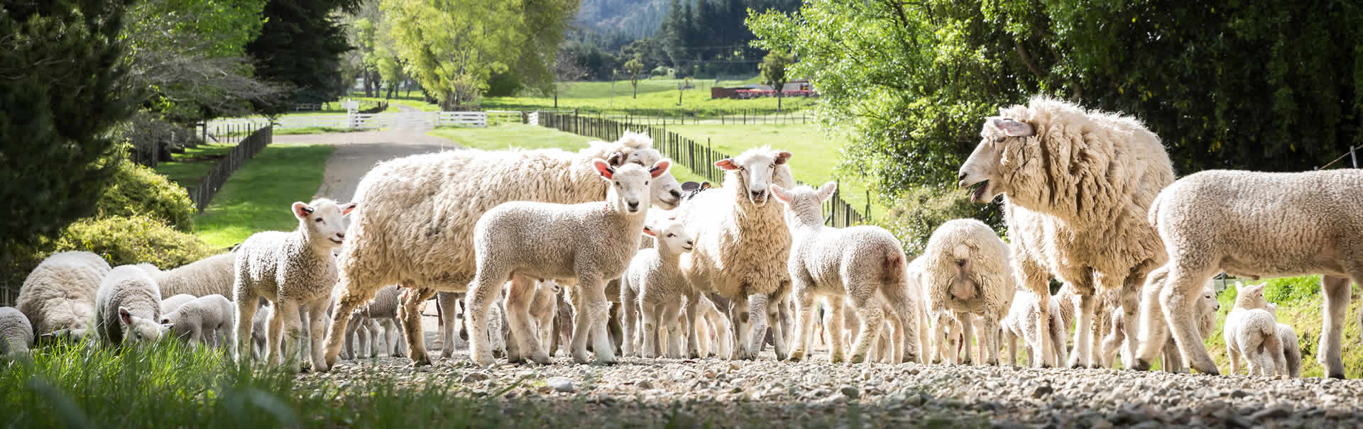 Sheep farm New Zealand