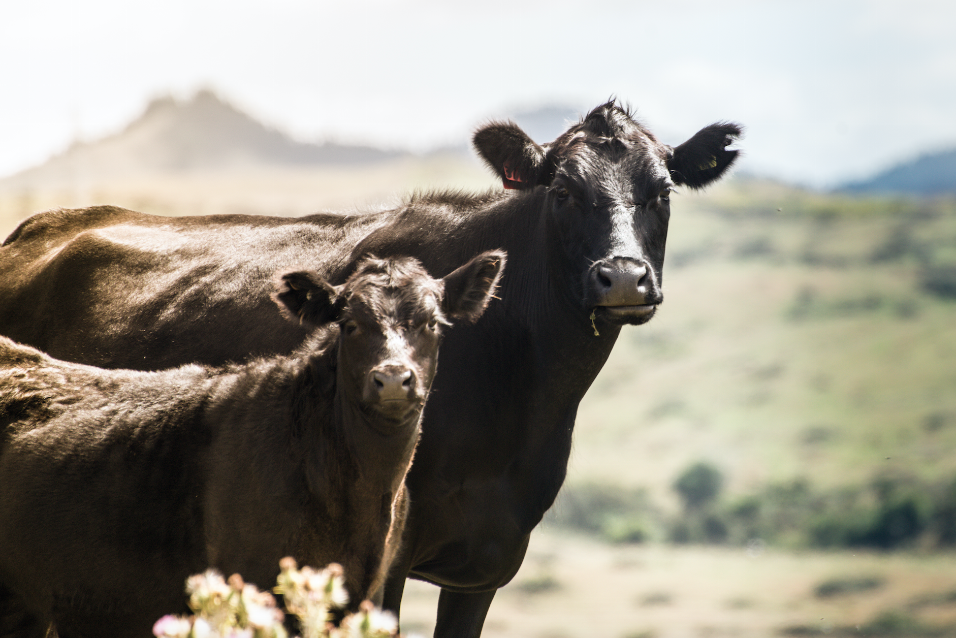 Beef Progeny Test