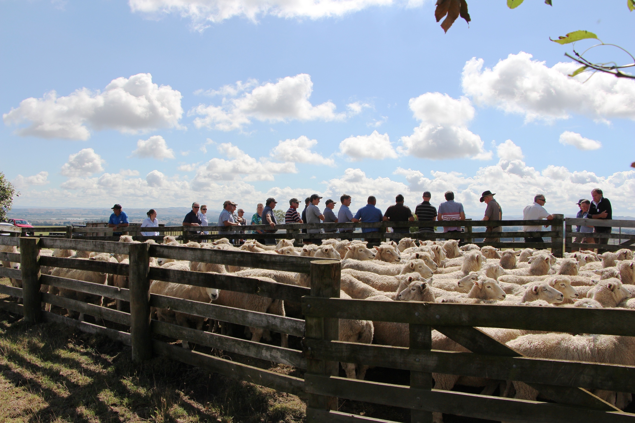 Study to prove if ram genetic merit drives higher lamb returns