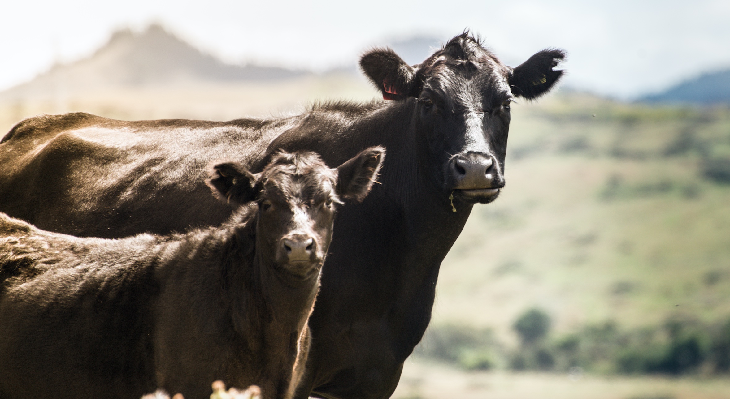 Beef Progeny Test Field Days