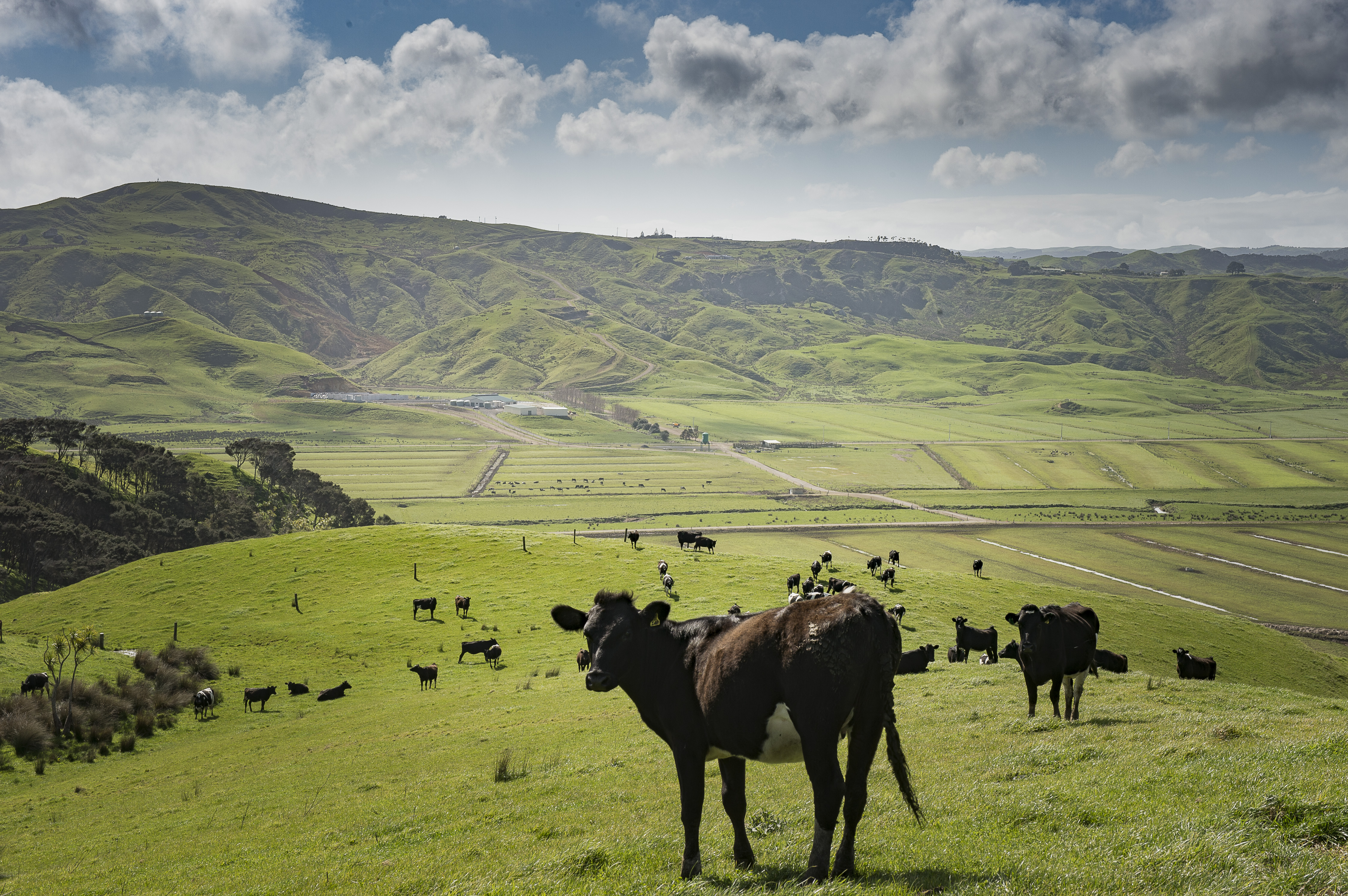 Dairy-Beef Progeny Test: Limestone Downs open day