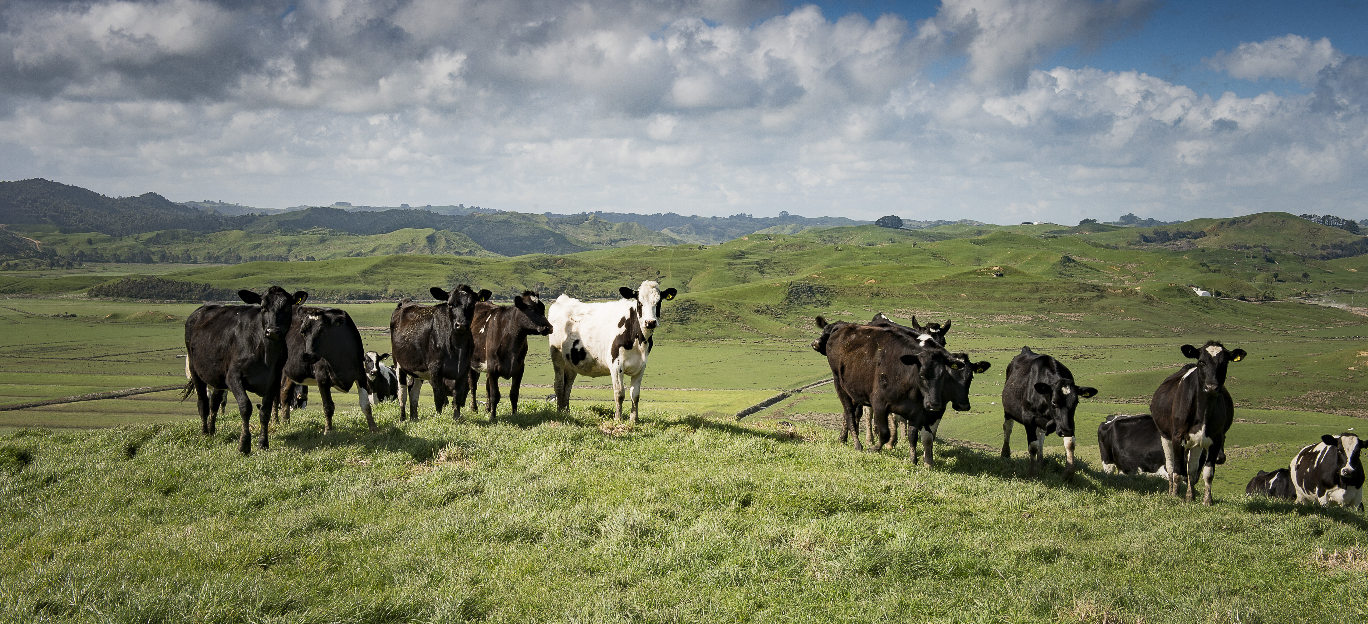 Dairy-beef calves getting off to cracking start