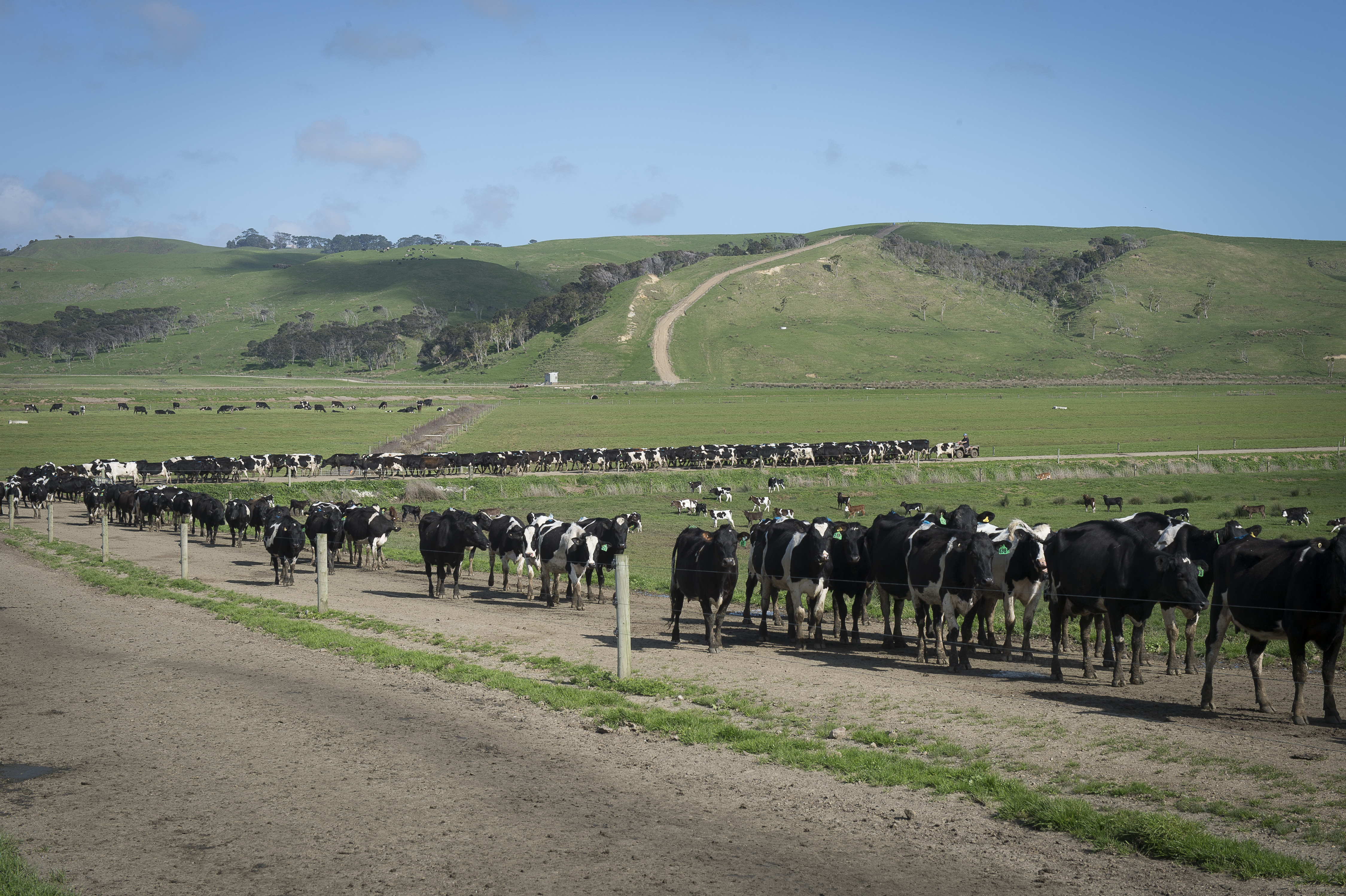 Case for dairy-beef calves gains momentum