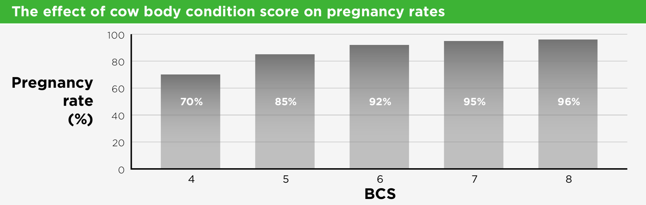 How to lift beef cow pregnancy rates