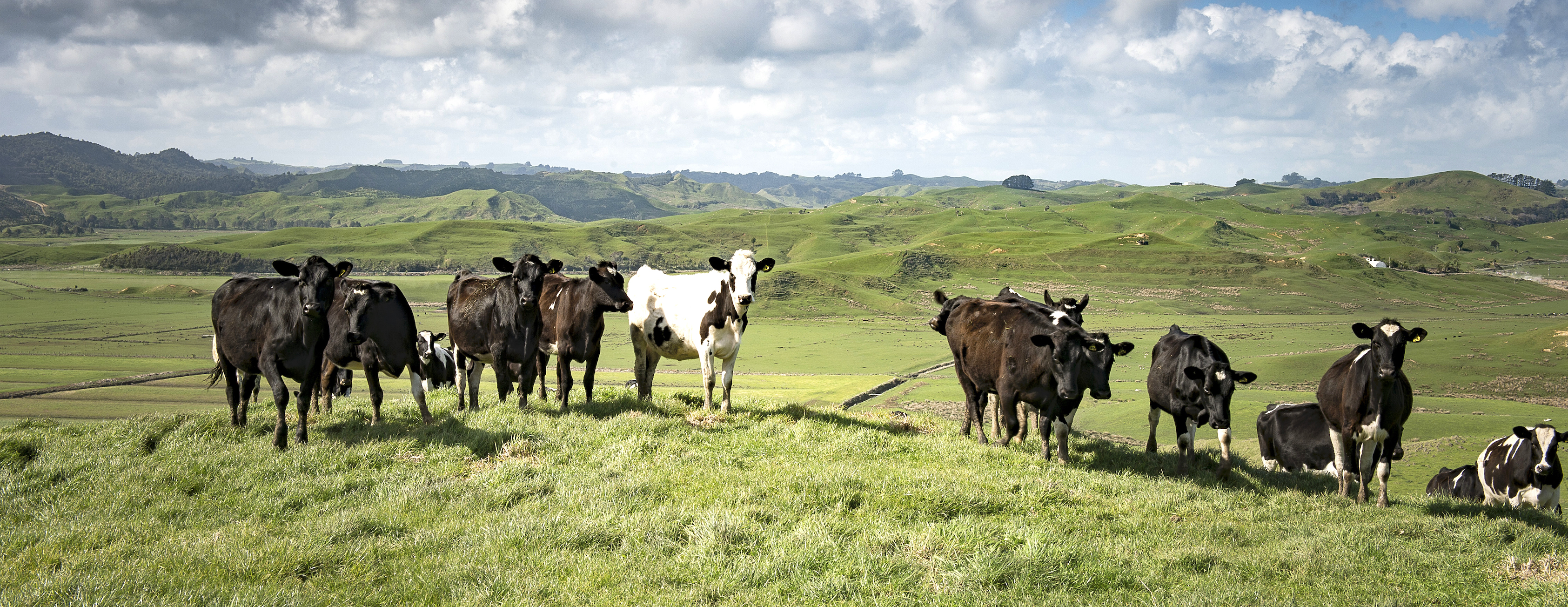 New Zealand’s top dairy-farmer friendly beef bulls