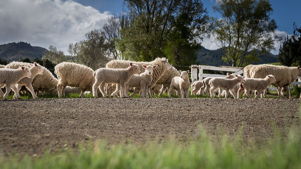 Sheep Breeders' Roadshow October 2018