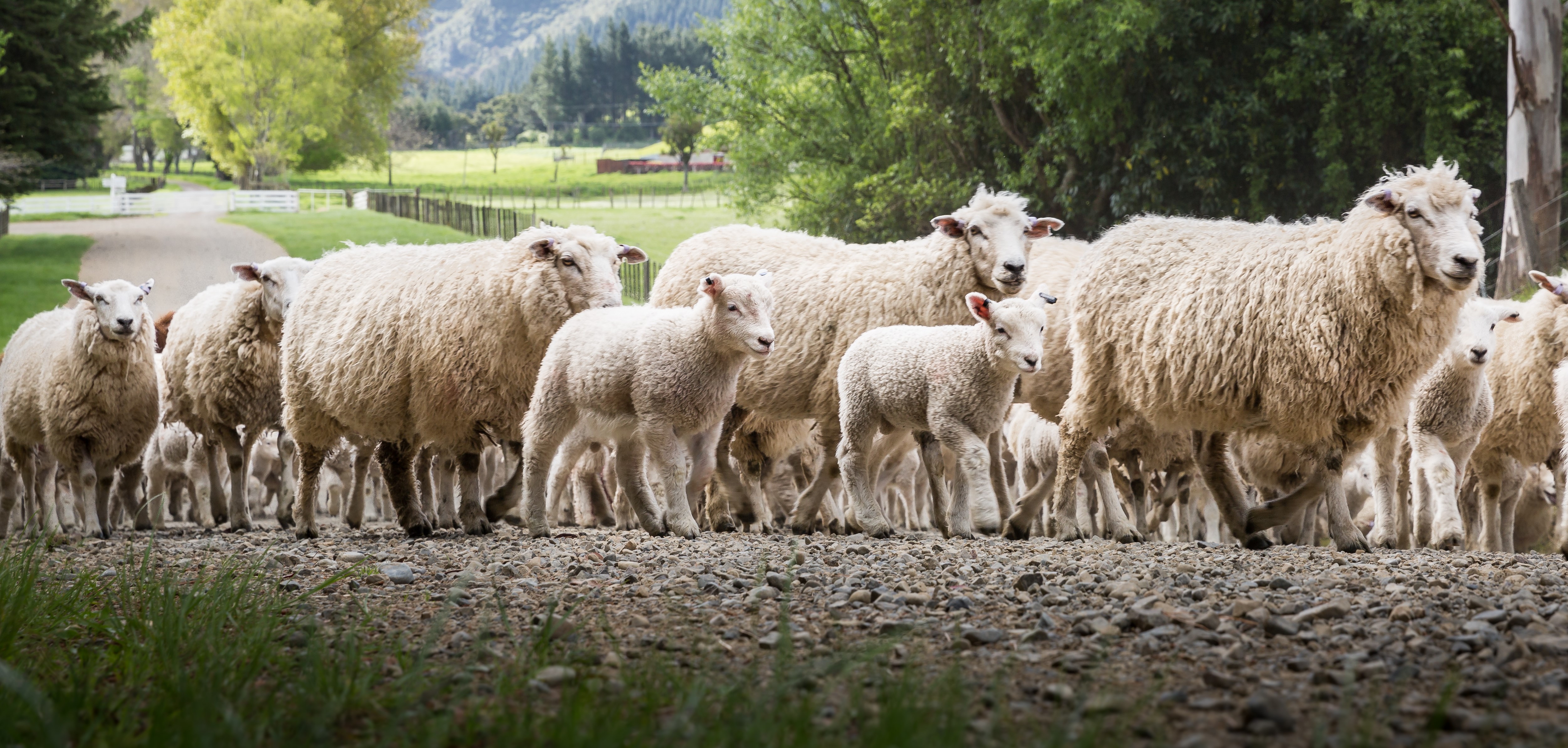 Massive leap forward for New Zealand sheep genetics