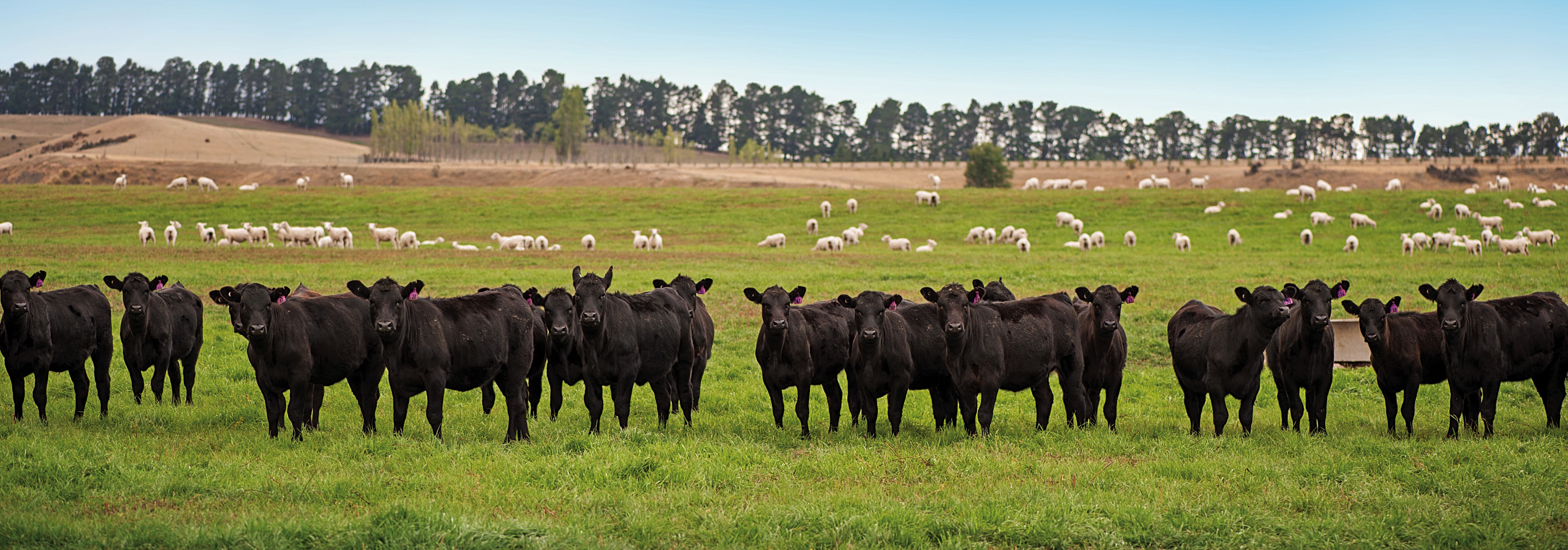 B+LNZ Genetics to be integrated into Beef + Lamb New Zealand Ltd