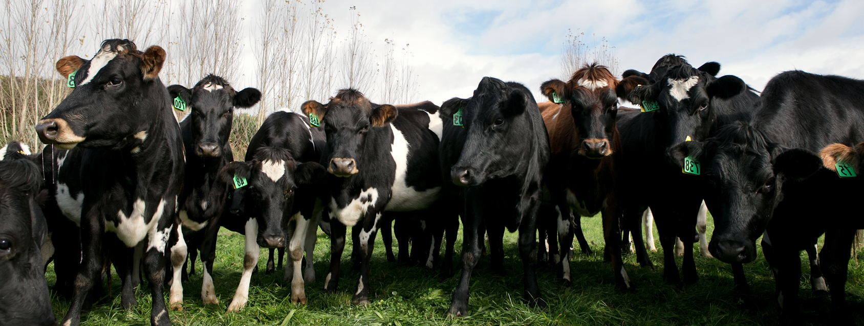 Dairy Beef Progeny Test: Latest results
