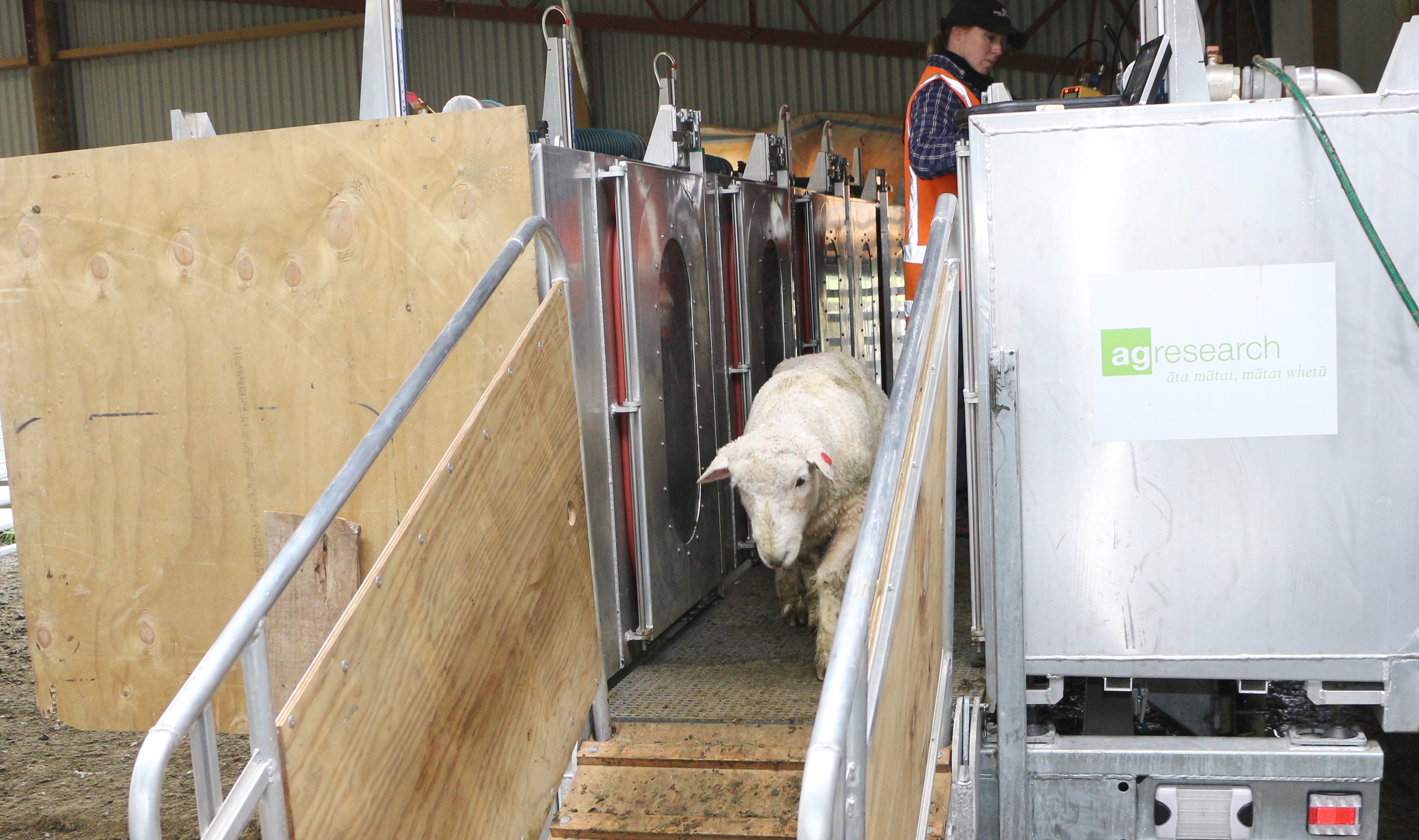 Sheep farmers now able to breed “low methane” sheep