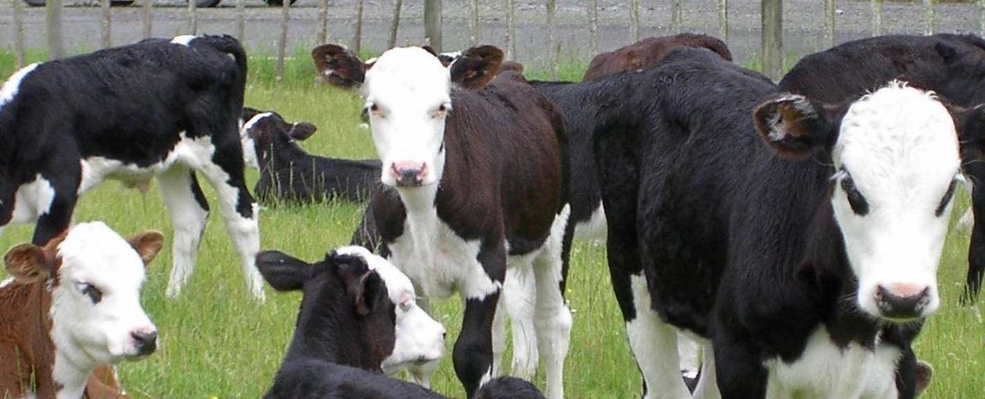 Right bull can lift weights by 45kg