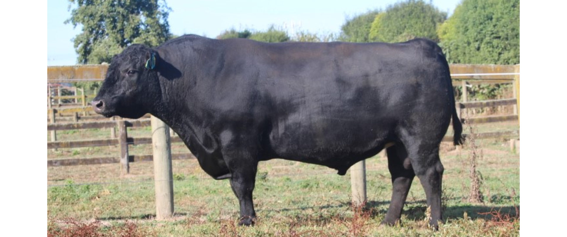 B+LNZ Genetics and LIC collaborate for bull progeny testing