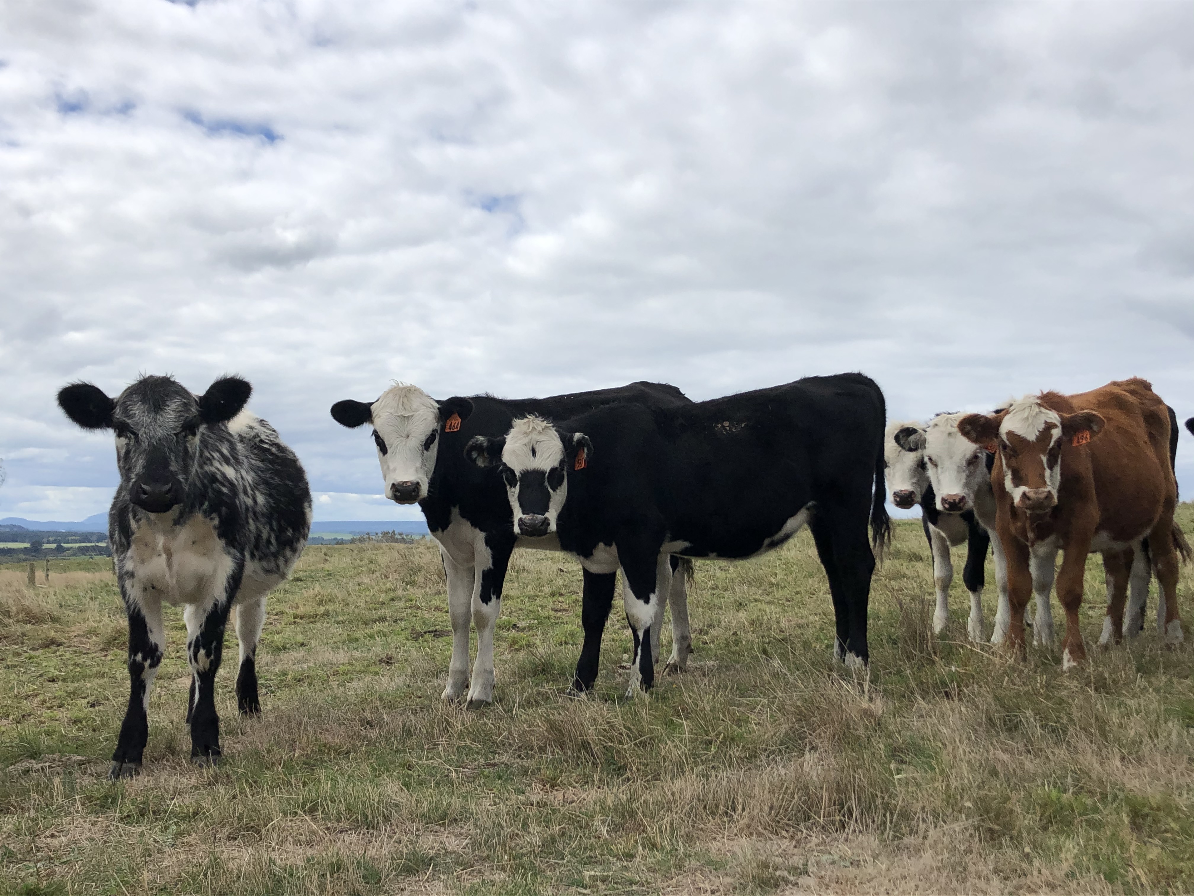 Dairy Beef Progeny Test