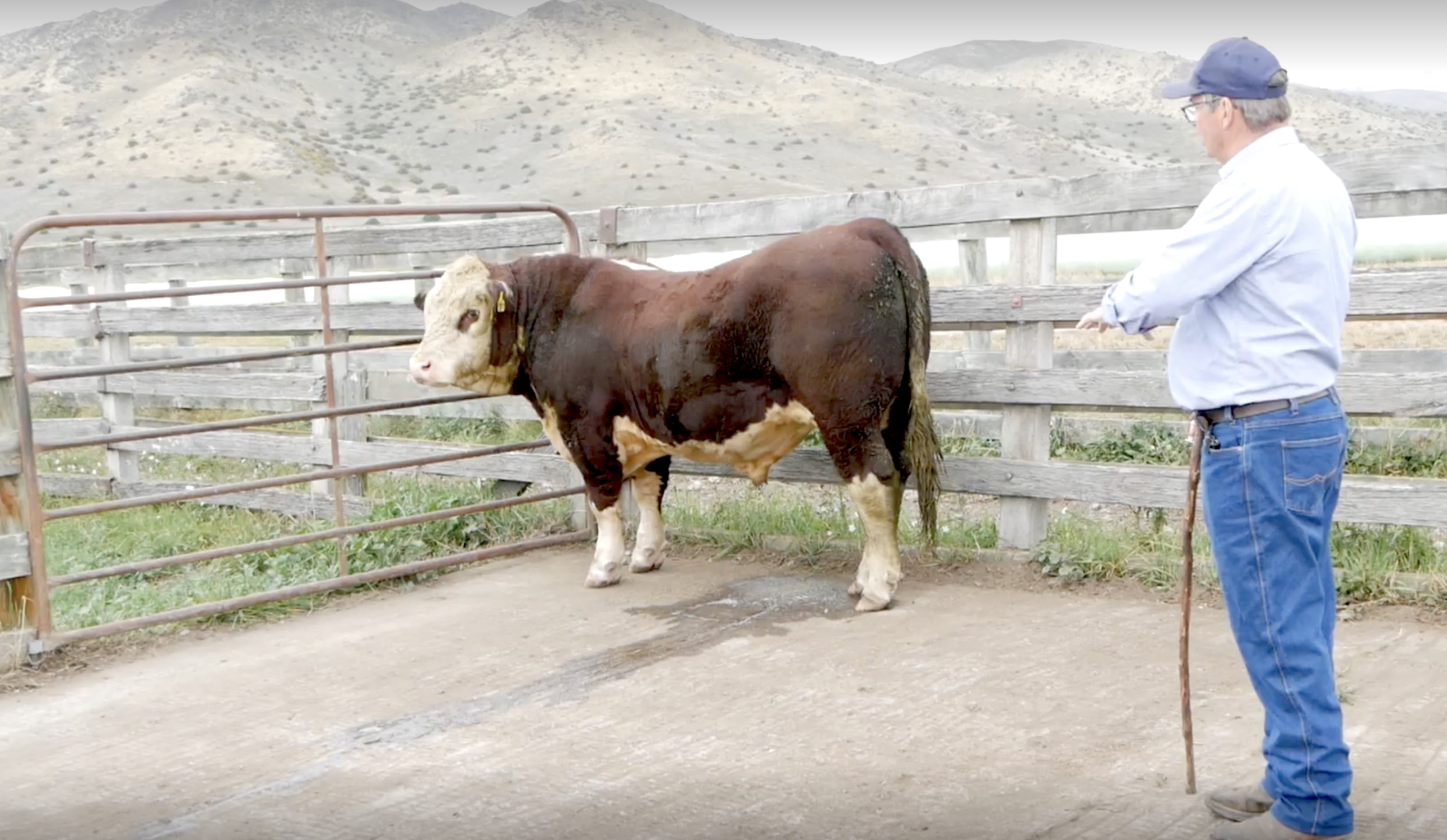 Bull assessment video aimed at commercial buyers  