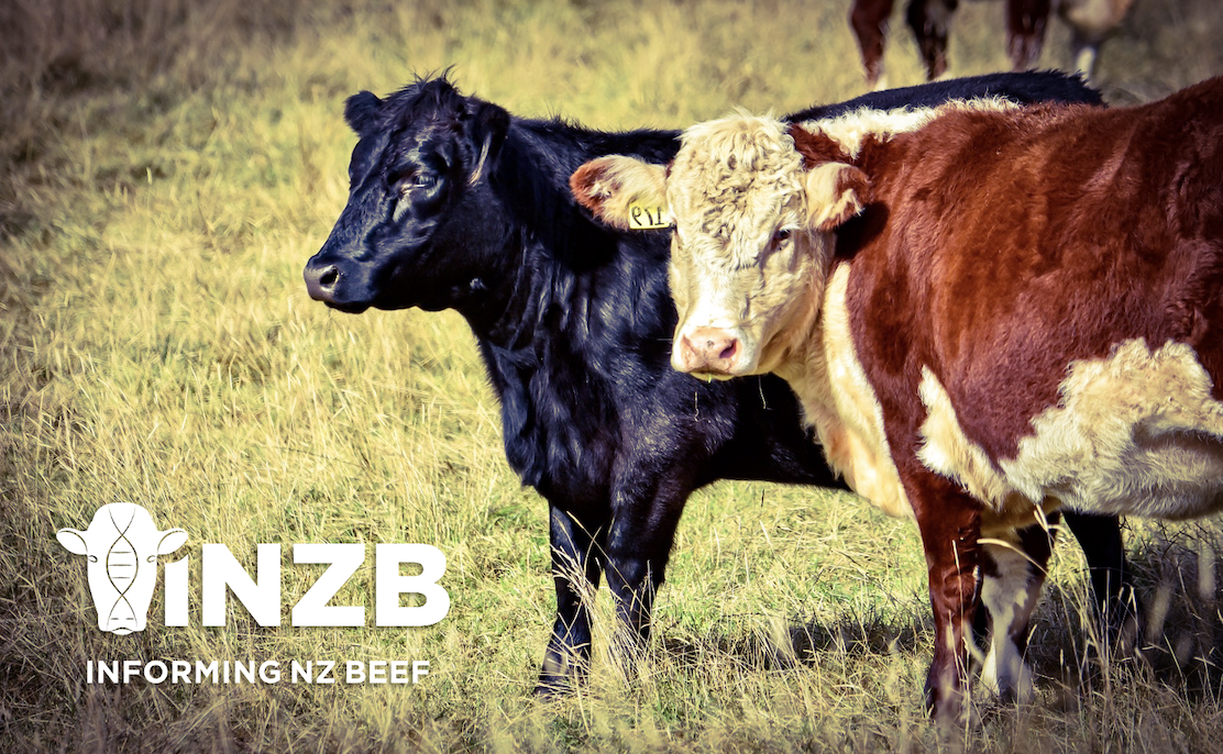 Breeding beef webinar focuses on maternal performance   