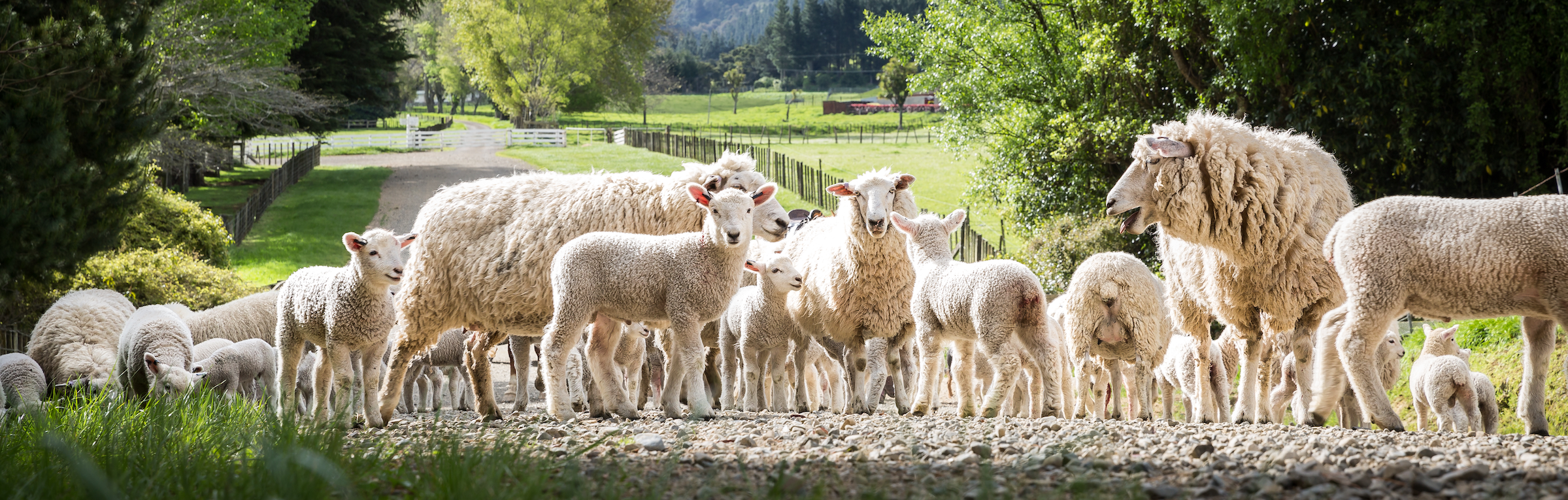 Sheep Breeder Roadshows