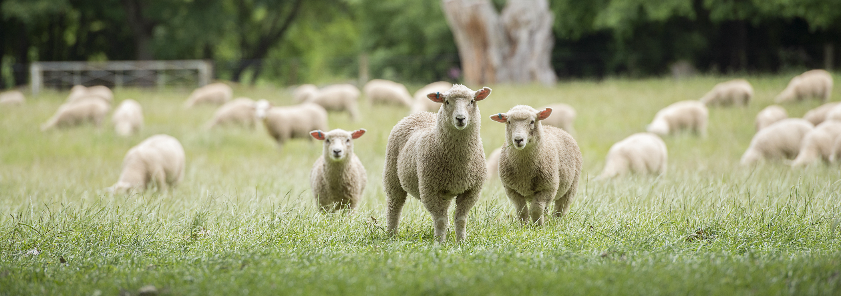 Low Input Sheep Progeny Test: Field Day and Livestream