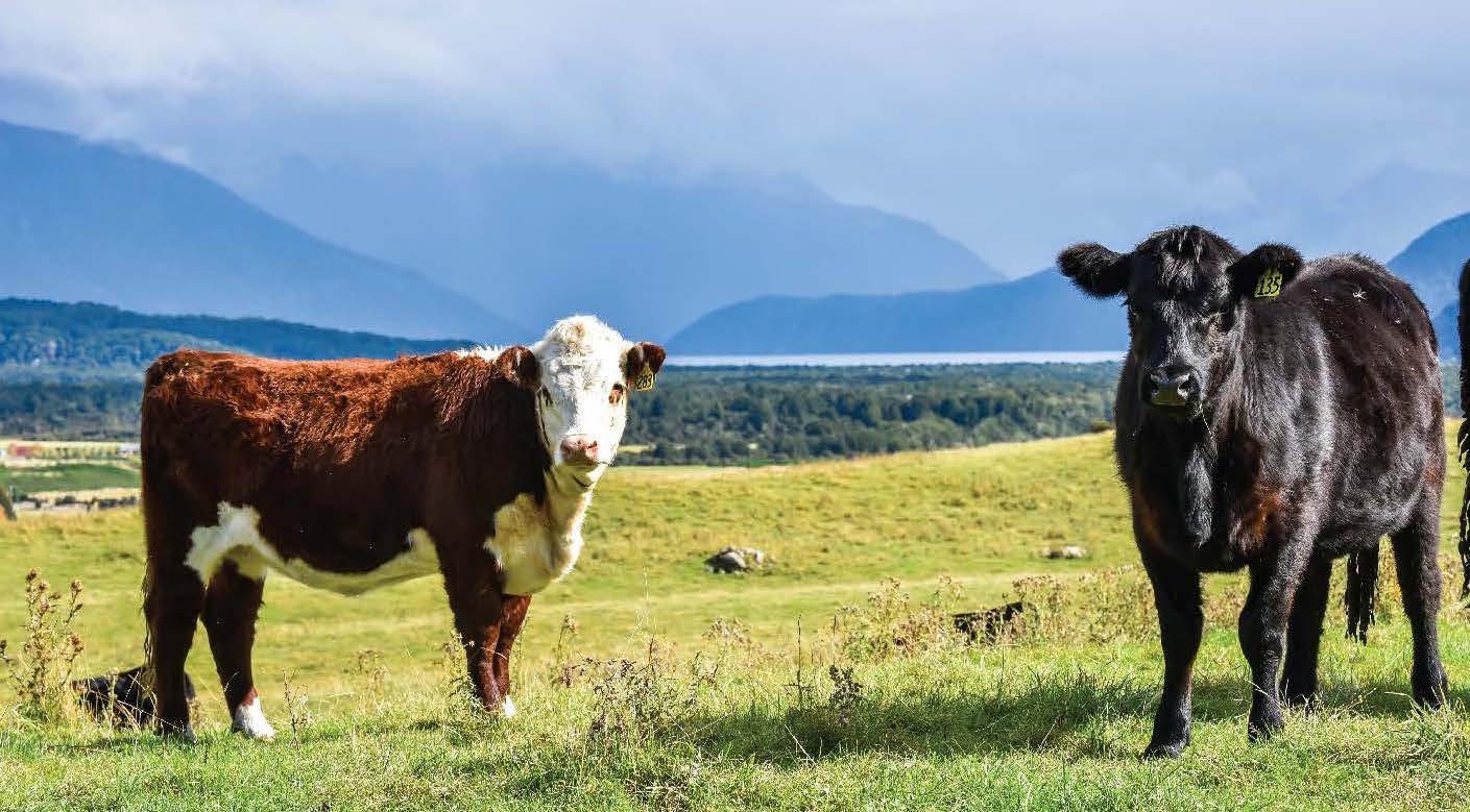 Beef Progeny Test: Call for Sire Nominations