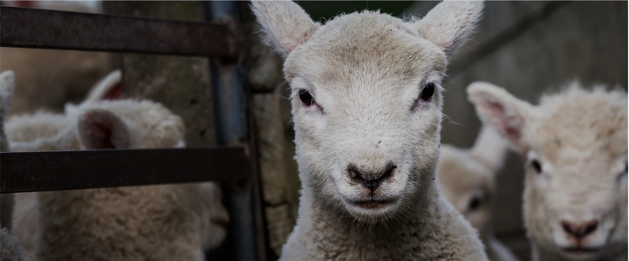 Nominations open for Sheep Progeny Test