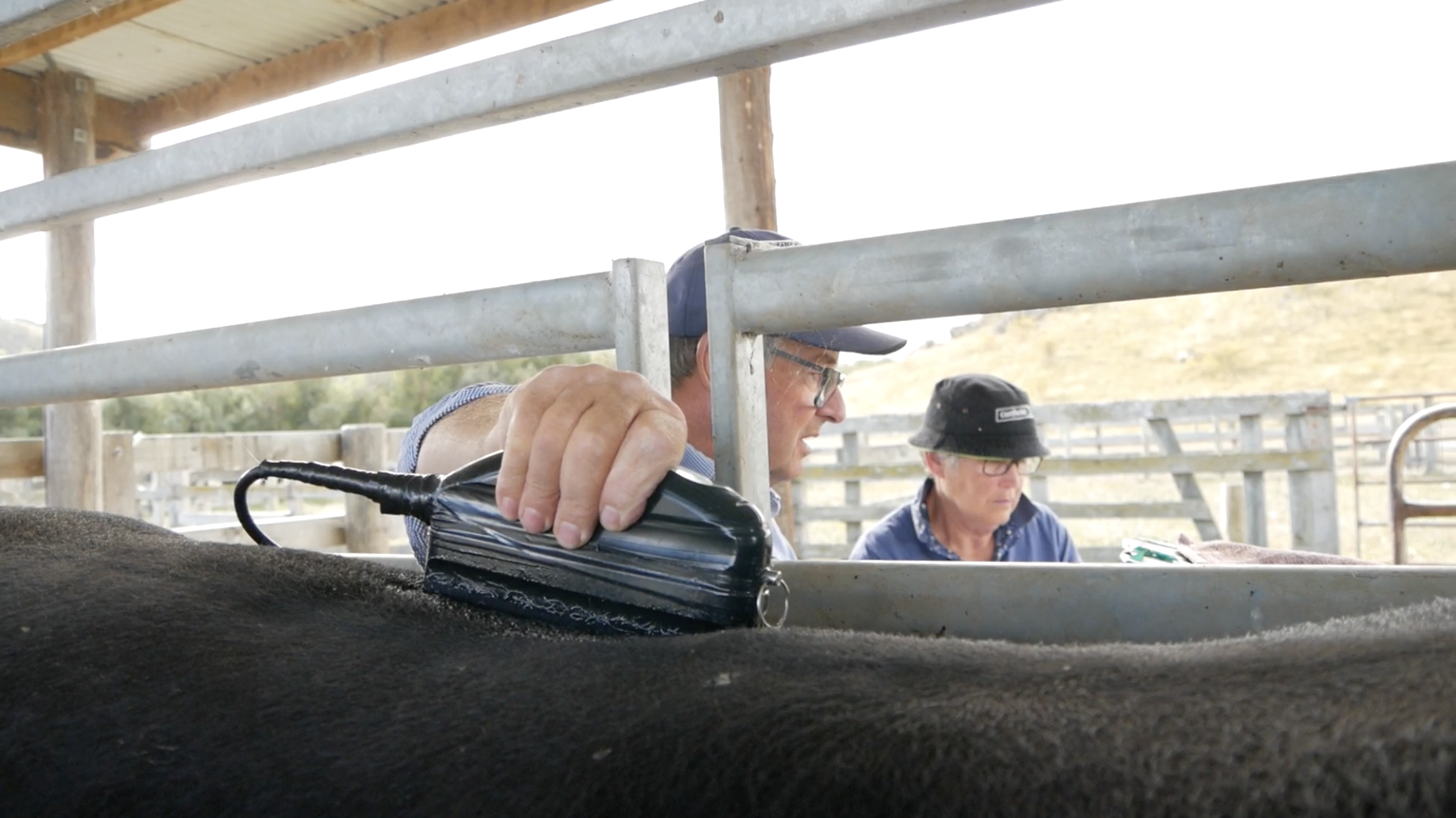 How effective is ultrasound scanning at predicting marbling in beef?