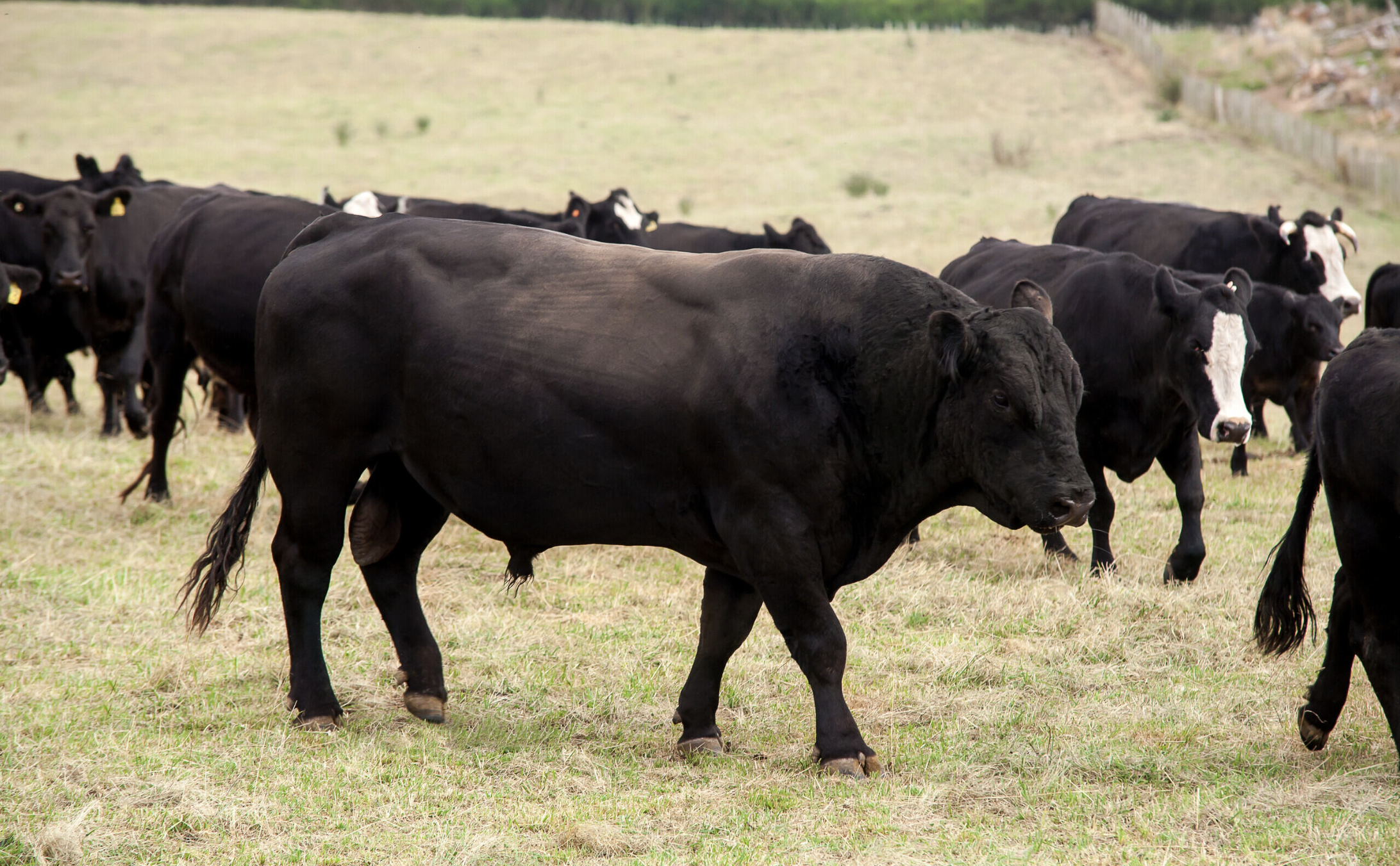 Ultrasound and carcase rib fat depth