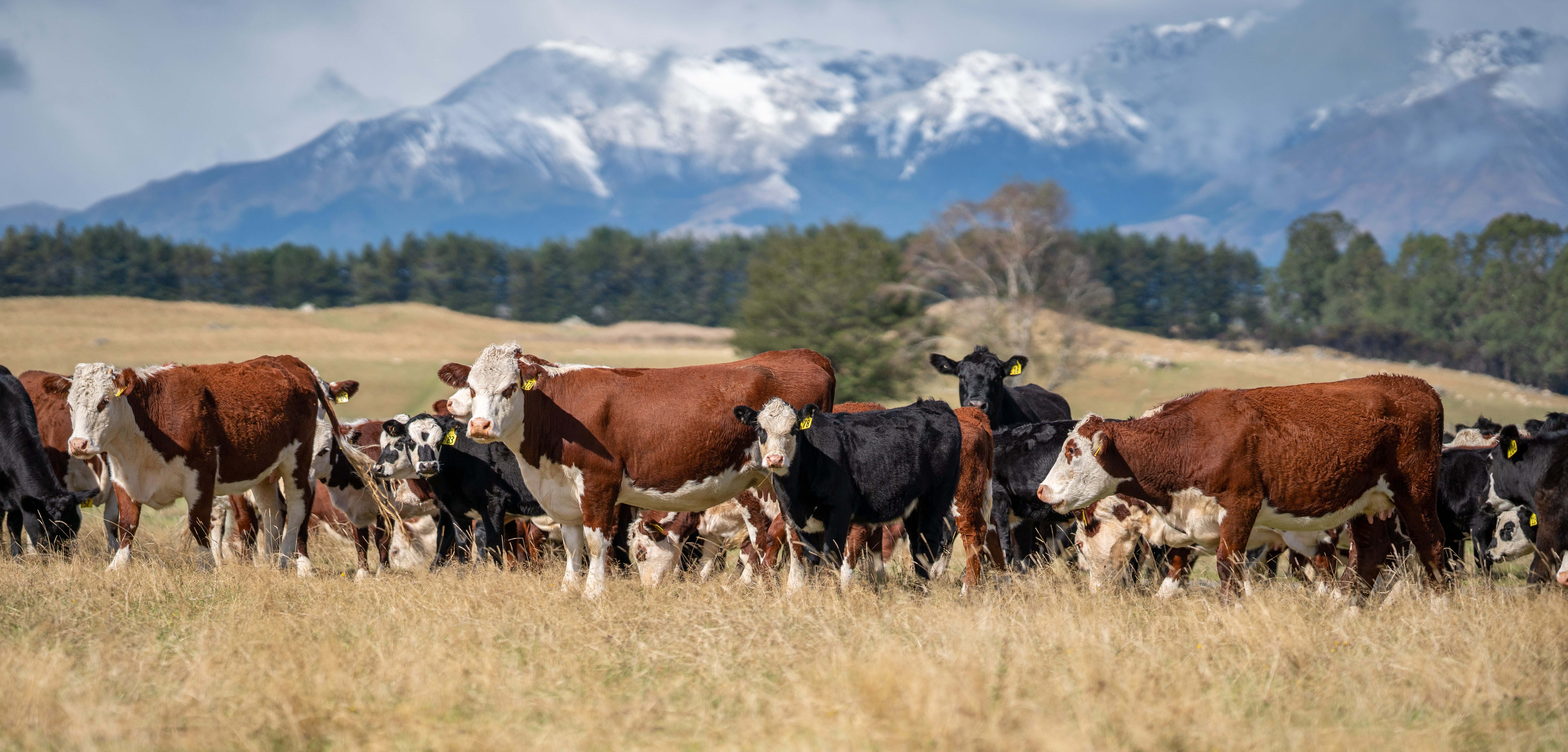 Managing cow BCS for breeding success