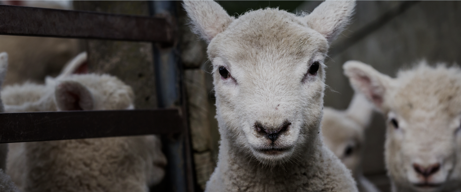 Sheep Progeny Test: call for ram nominations