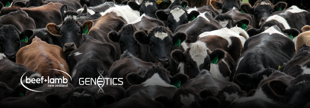 Dairy Beef Progeny Test: call for bull nominations