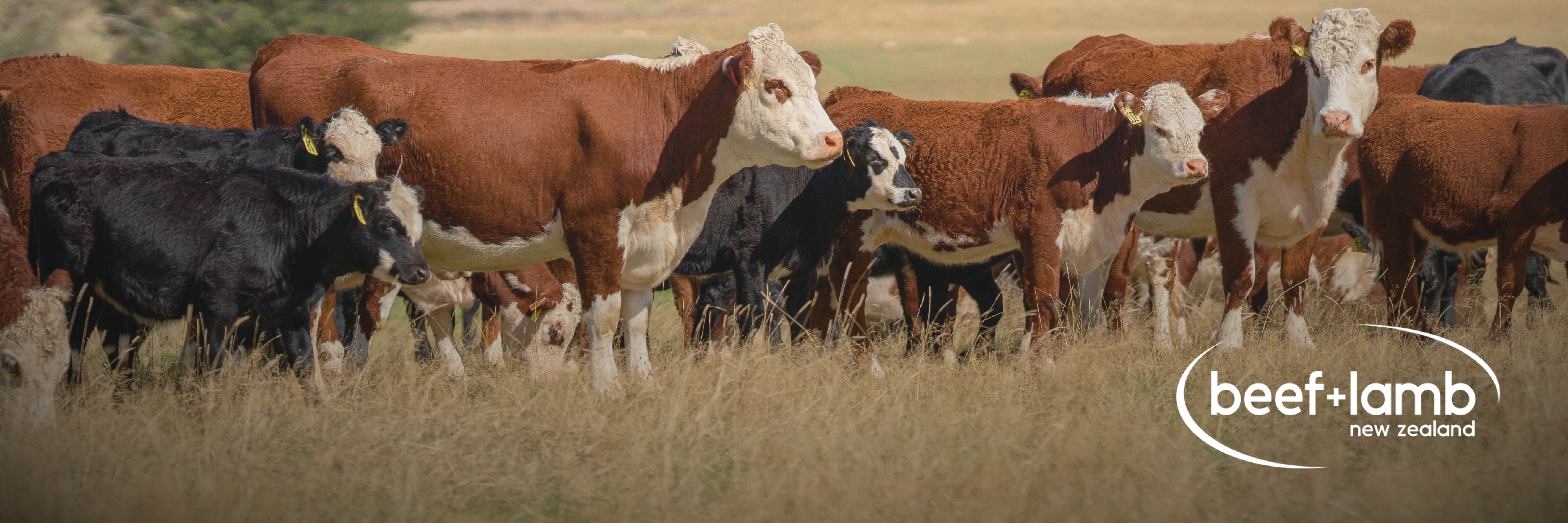 Beef Progeny Test: Call for Bull Nominations