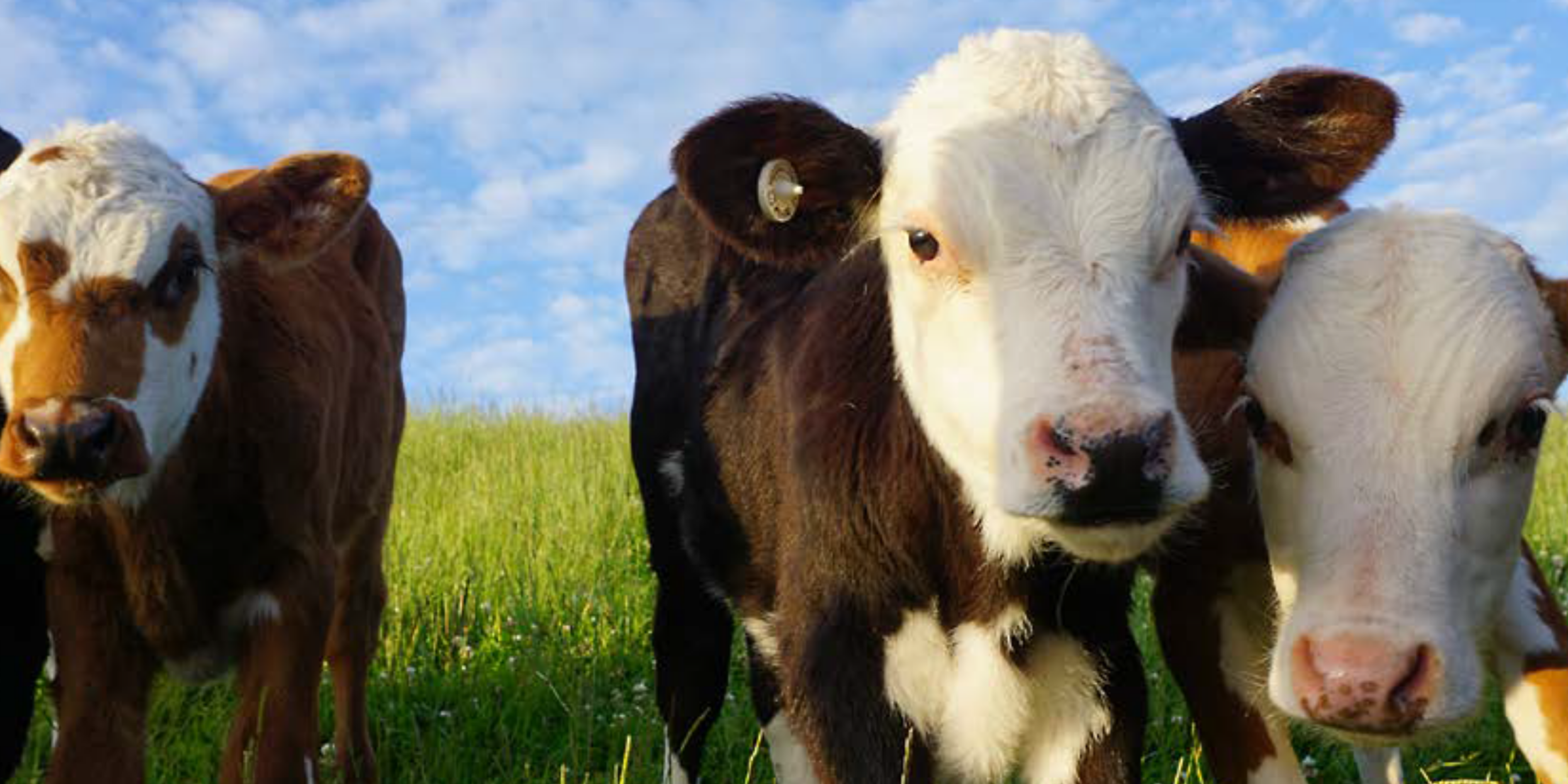 Dairy Beef Progeny Test Bull Nominations