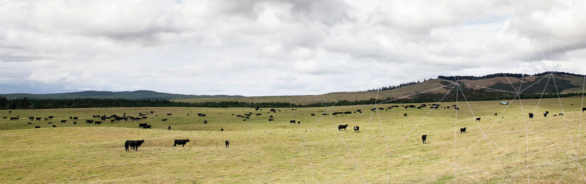 Sheep farm New Zealand