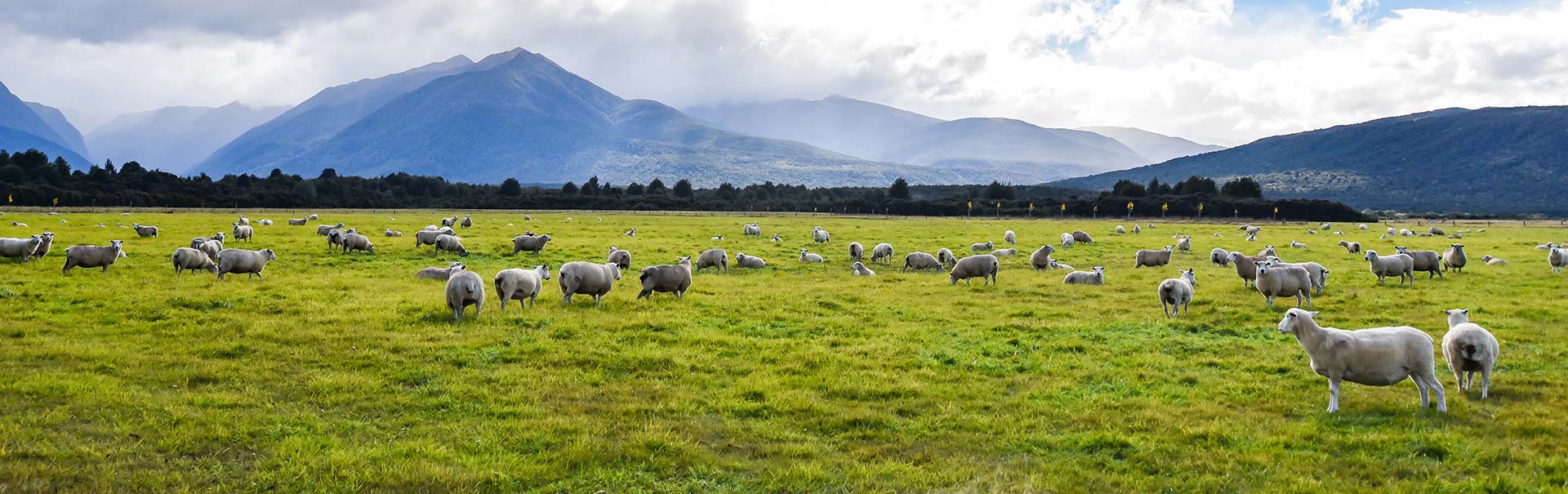 Beef farm New Zealand