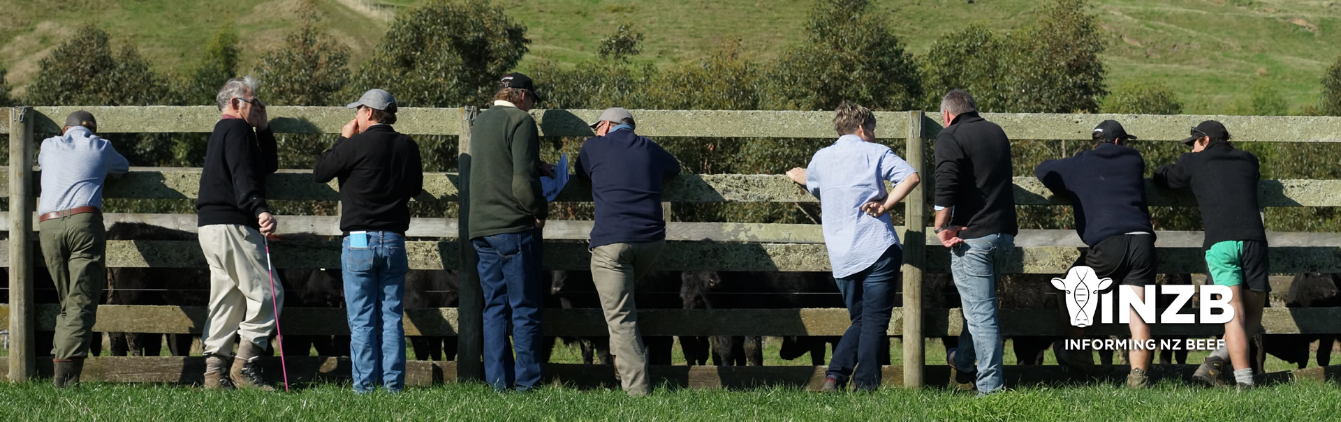 Beef farm New Zealand