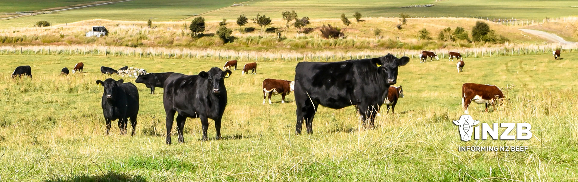 Beef farm New Zealand