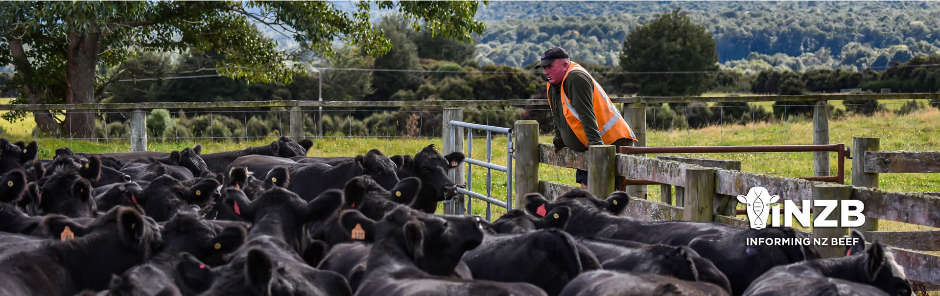 Beef farm New Zealand