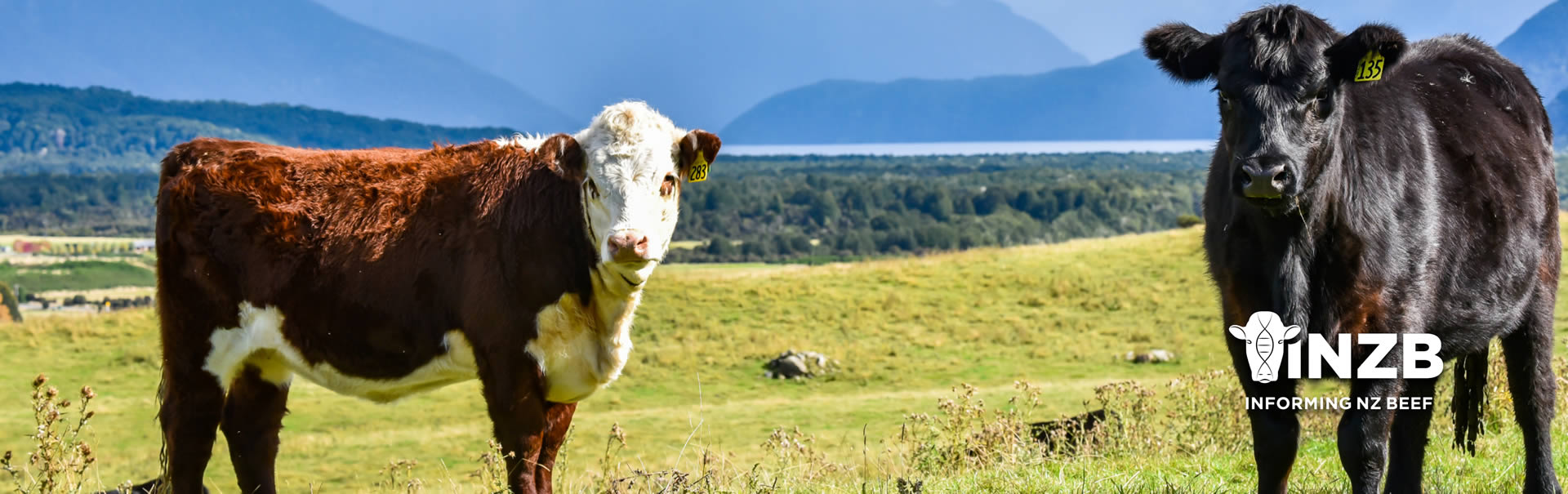 Beef farm New Zealand